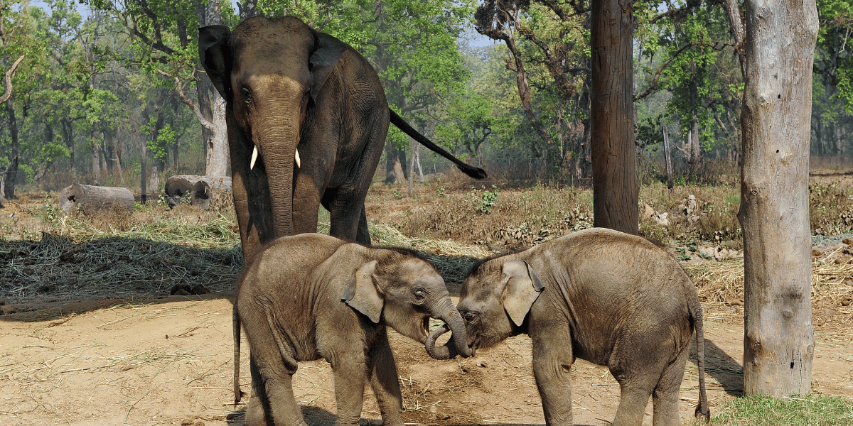 Elephant Breeding Center Image